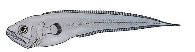 Brotulotaenia brevicauda_0001.jpg